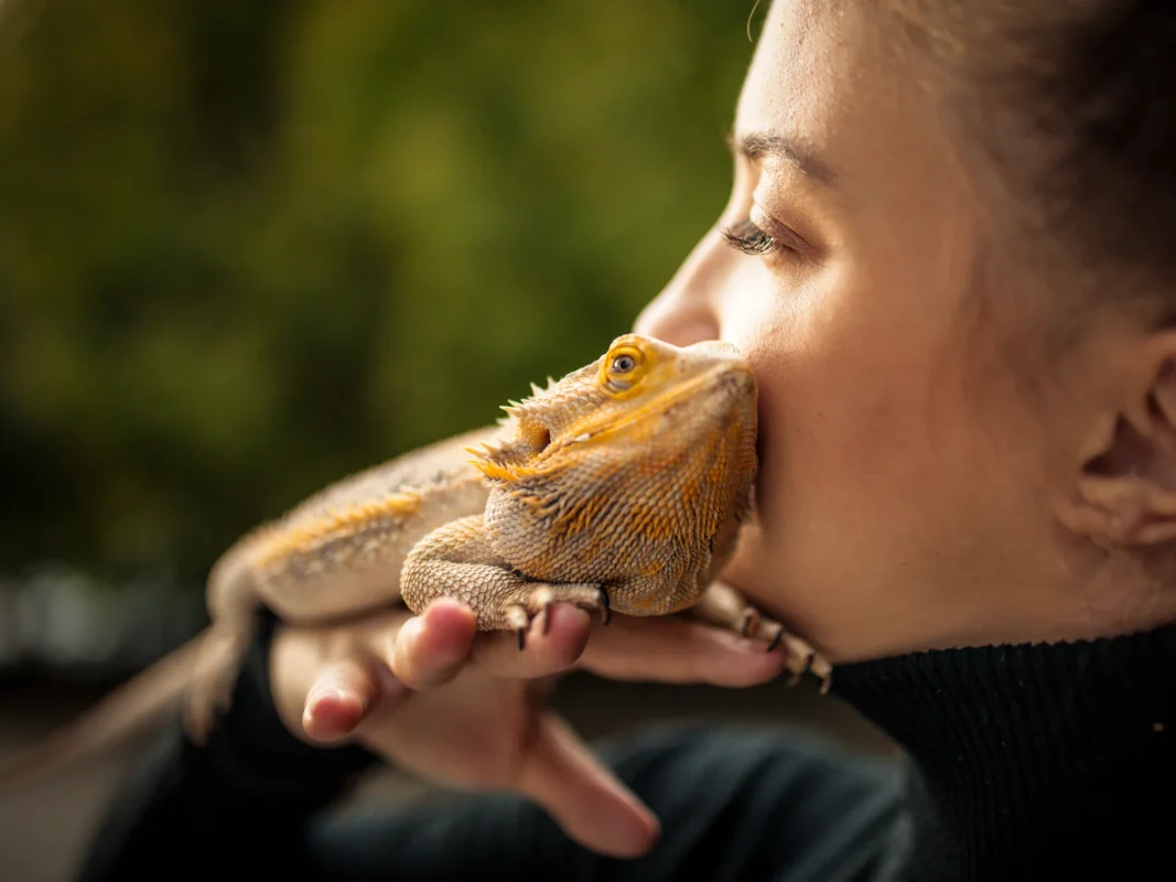 Woman kissing bearded dragon. Morphs & Bearded Dragons for adoption