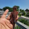 red bearded dragon available for sale usa