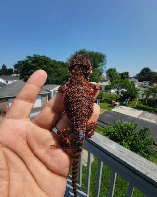 red bearded dragon available for sale usa