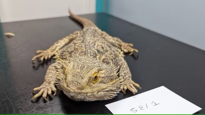 Starving bearded dragon saved