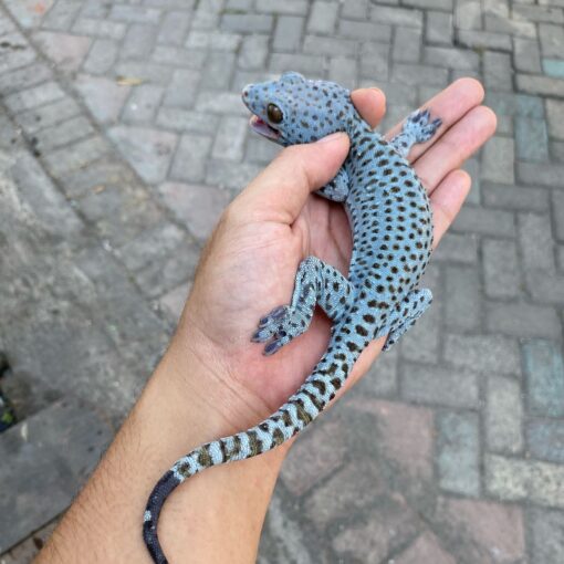 Blueberry tokay gecko for sale