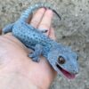 Blueberry tokay gecko for sale