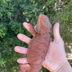 red monster bearded dragon for sale