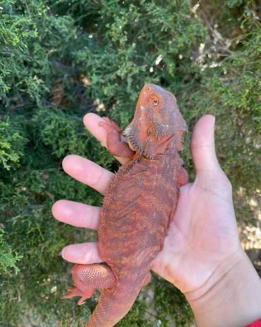 red monster bearded dragon for sale