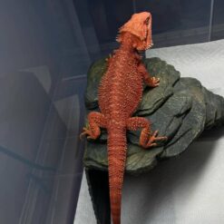 red monster bearded dragon for sale