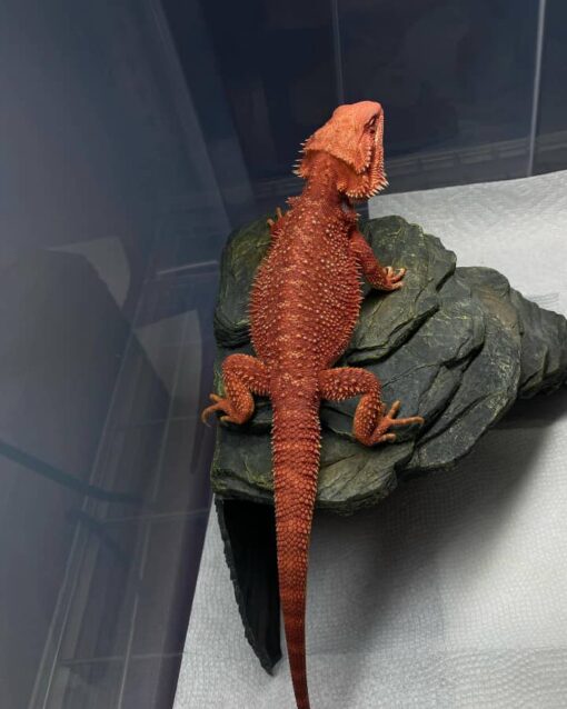 red monster bearded dragon for sale