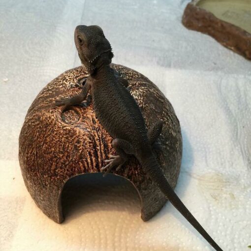 bearded dragon for sale