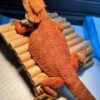 citro bearded dragon for sale