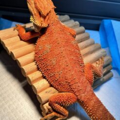 citro bearded dragon for sale