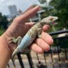 leucistic tokay gecko for sale