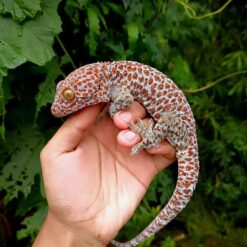 cloudy tokay geckos for sale