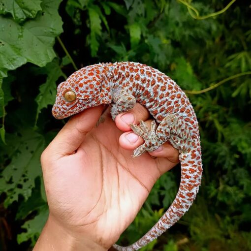 cloudy tokay geckos for sale