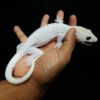 female leucistic tokay gecko for sale