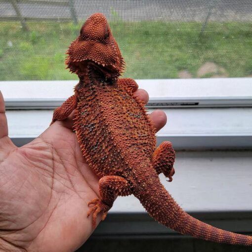 neon hypo bearded dragon for sale