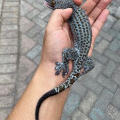 blueberry tokay for sale