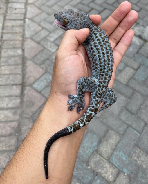 blueberry tokay for sale