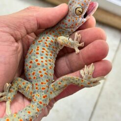 Albino Tokay Gecko For sale