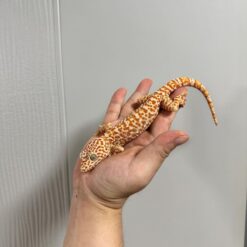 zien tokay gecko for sale