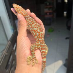 tokay gecko for sale