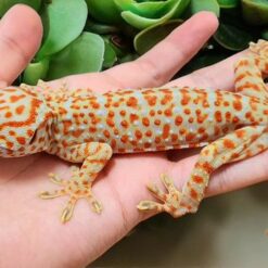 tokay gecko for sale