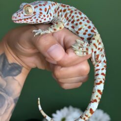 tokay gecko for sale