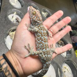 tokay gecko for sale