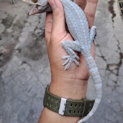 Leucistic Tokay Gecko for Sale - Rare and Exotic Reptile