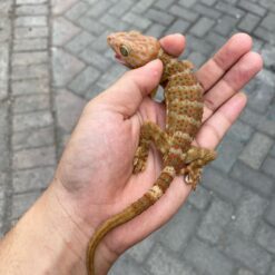 tokay gecko for adoption