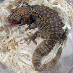 Zuma Arboreal Tokay Gecko For sale