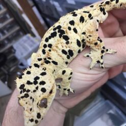 dalmantain gecko for sale