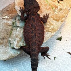 red monster bearded dragon for sale