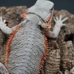 Hypo pure Paradox Bearded Dragon