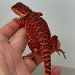 bearded dragon red monster for sale